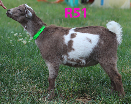 r51
