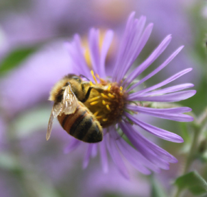 honeybee