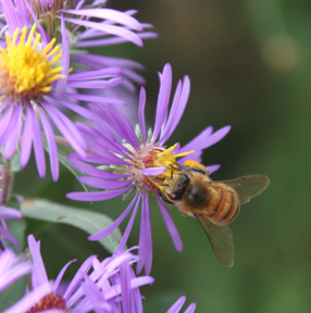 honey bee