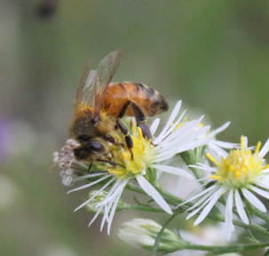 honeybee on flower
