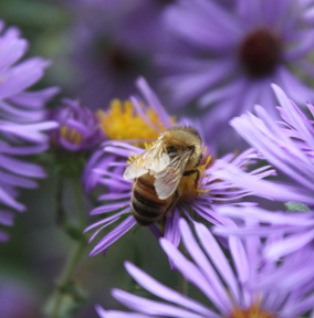 honeybee