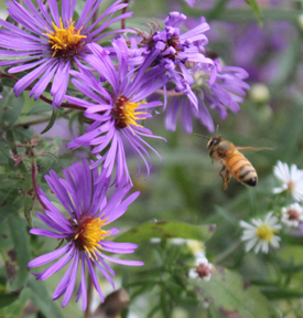 carnolian honeybee