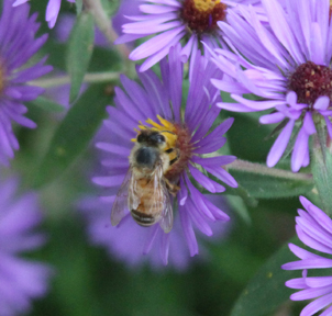 italian honeybee