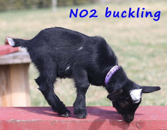 n02