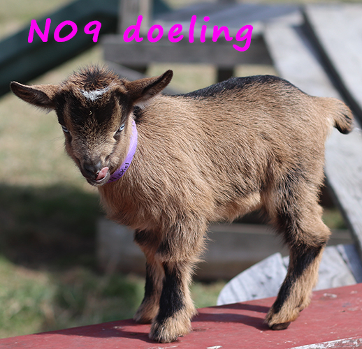 n09