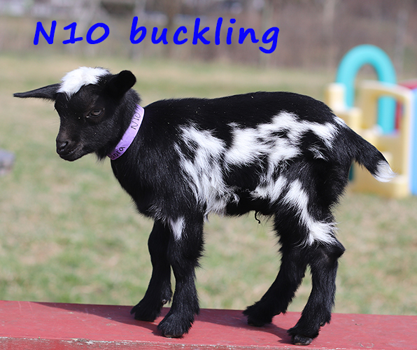 n10