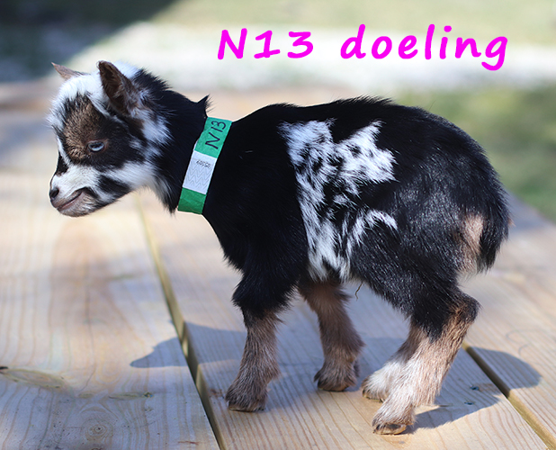 n13