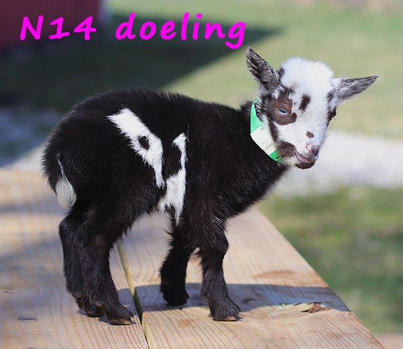 n14