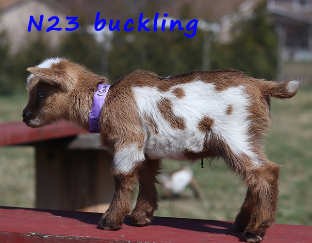 n23