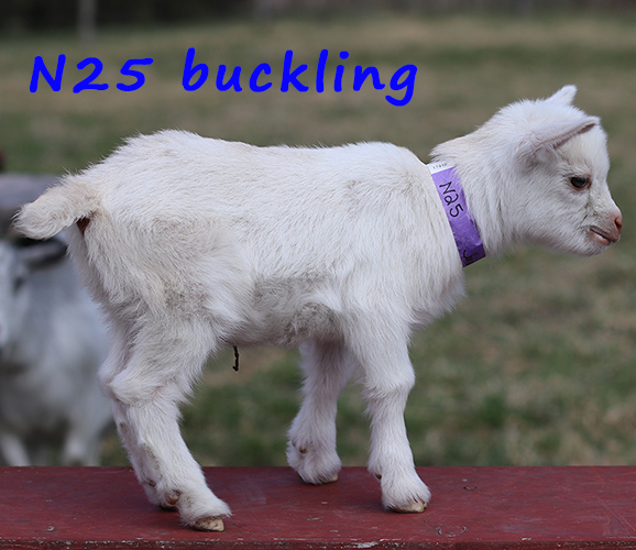 n25