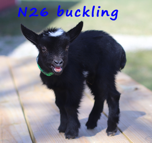 n26