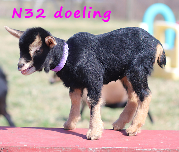 n32