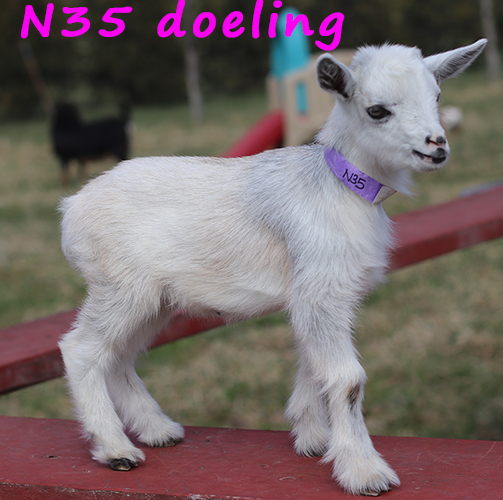 n35