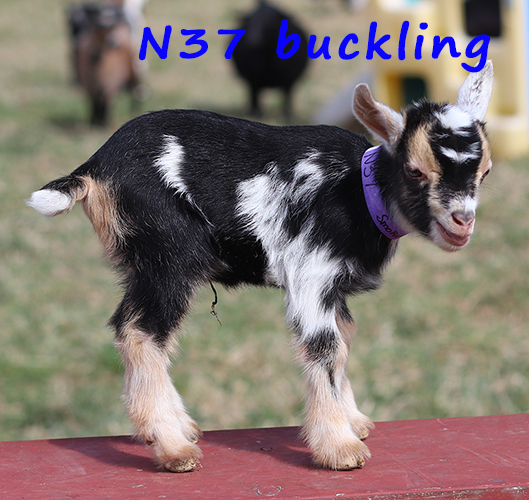 n37