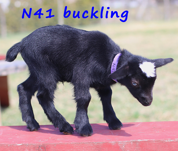 n41