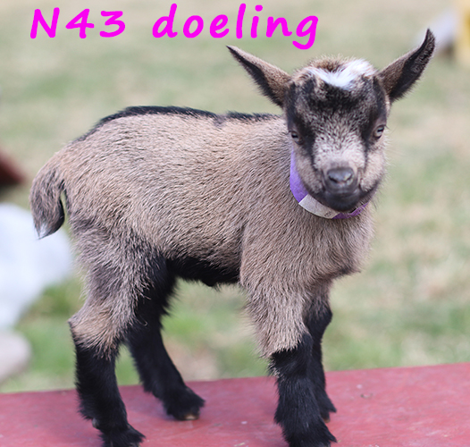 n43