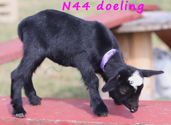 n44