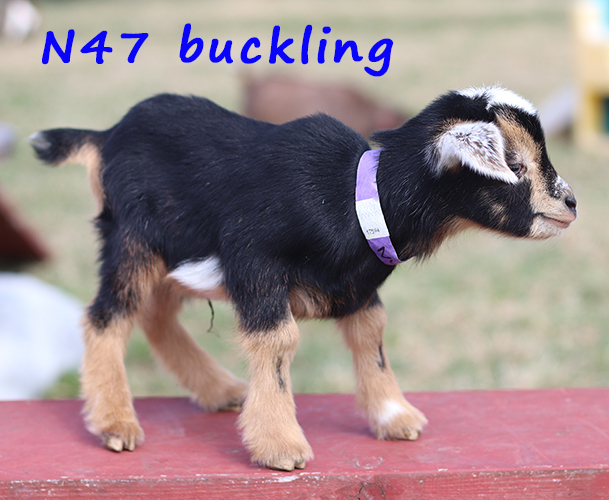 n47