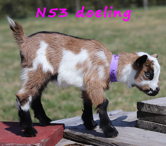 n53