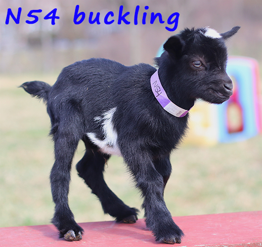 n54