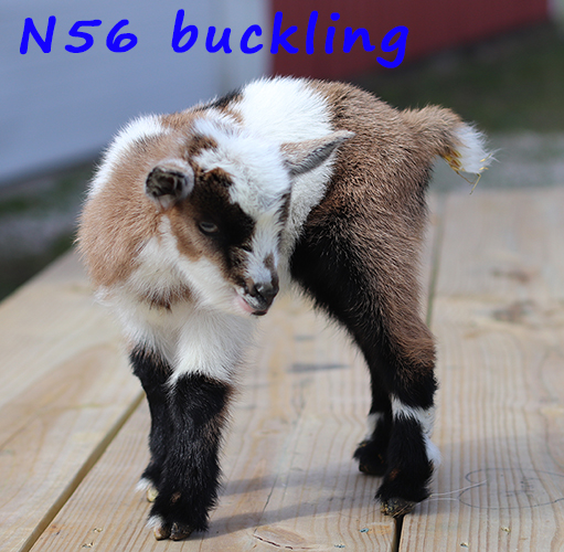 n56