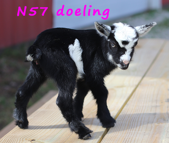 n57