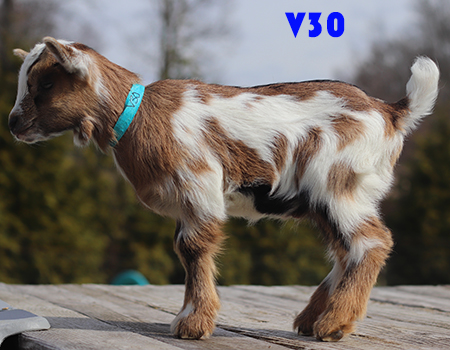 v30