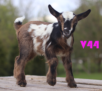 v44